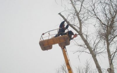 Спил и вырубка деревьев - Хабаровск, цены, предложения специалистов