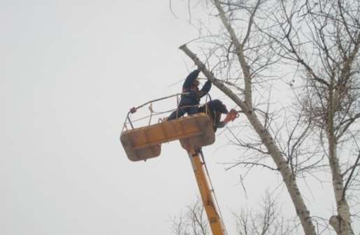 Спил и вырубка деревьев стоимость услуг и где заказать - Хабаровск