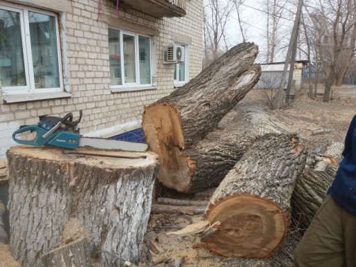 Спил и вырубка деревьев. корчевание пней вывоз. стоимость услуг и где заказать - Хабаровск