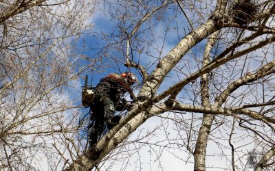 Спил и вырубка деревьев, обрезка веток, расчистка участка - Хабаровск, цены, предложения специалистов