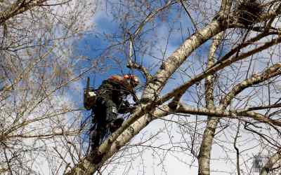 Спил и вырубка деревьев, обрезка веток, расчистка участка - Хабаровск, цены, предложения специалистов