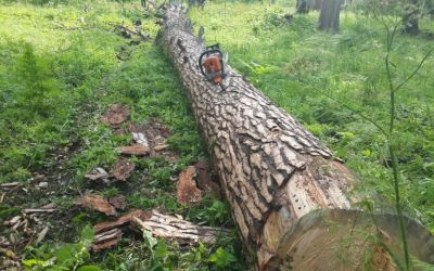 Спил и вырубка деревьев, корчевание пней - Николаевск-на-Амуре, цены, предложения специалистов