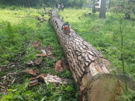 Спил и вырубка деревьев, корчевание пней стоимость услуг и где заказать - Николаевск-на-Амуре