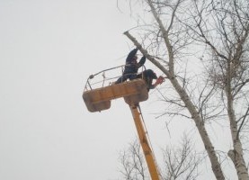 Спил и вырубка деревьев