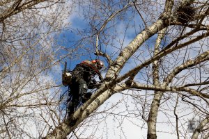Спил и вырубка деревьев, обрезка веток, расчистка участка стоимость услуг и где заказать - Хабаровск