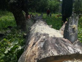 Спил и вырубка деревьев, корчевание пней стоимость услуг и где заказать - Комсомольск-на-Амуре